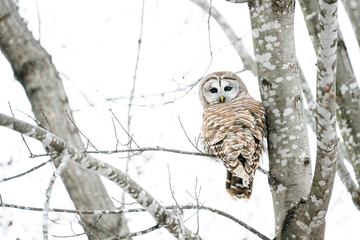 Rear view of a Barred Owl perched in a tree, staring at camera