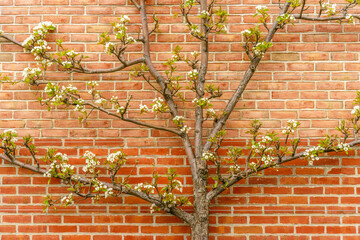 Kieffer pear tree (Pyrus communis 'Kieffer') by brick wall in spring