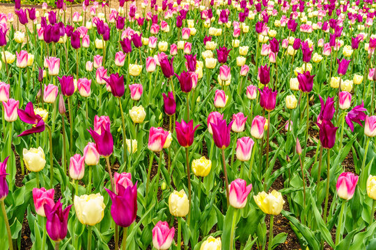 Profusion of a variety of tulips blooming in a garden bed in spring - Powered by Adobe