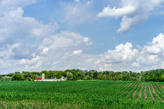 Green cornfield near small community dairy farm on sunny day in spring - Powered by Adobe