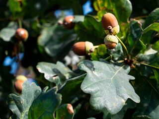 Close up on acorns on oak tree