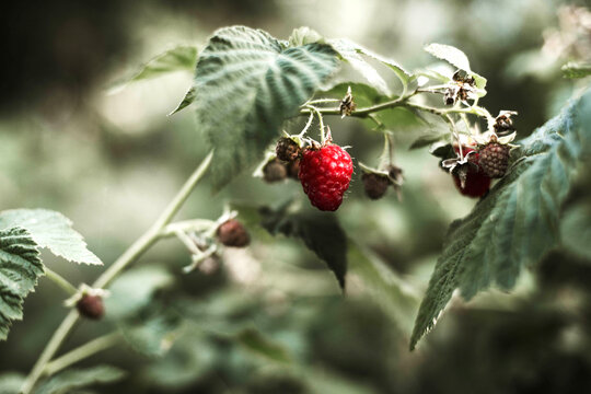 Red raspberry on the vine.