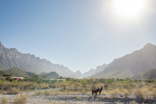 Burros standing together in Northern Mexico - Powered by Adobe