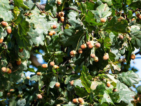 Fresh acorns on oak tree