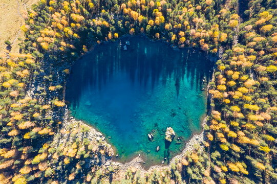 Larch trees mirrored in Lago di Saoseo in atumn, Switzerland