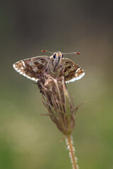 Pyrgus armoricanus - Oberthür's Grizzled Skipper - Hespérie des potentilles