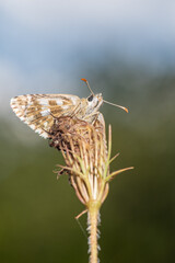 Pyrgus armoricanus - Oberthür's Grizzled Skipper - Hespérie des potentilles