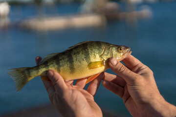 Fisherman Holding Yellow Perch Caught on  St. Clair River, Michigan