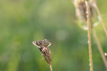 Pyrgus armoricanus - Oberthür's Grizzled Skipper - Hespérie des potentilles