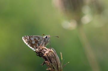 Pyrgus armoricanus - Oberthür's Grizzled Skipper - Hespérie des potentilles