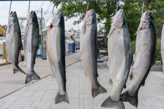 Salmon Caught by Fisherman on the Sheboygan River Ready For Cleaning