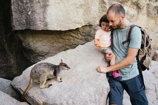 Father and toddler daughter feeding a wallaby with carrot in Australia
