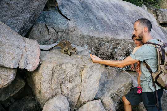 Father and toddler daughter feeding a wallaby with carrot in Australia