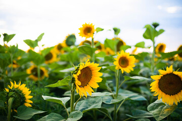 Close-up of sunflower growing outdoors during sunny day