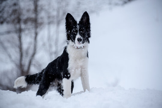 Adorable Cute Black And White Border Collie Portrait With White Snow.