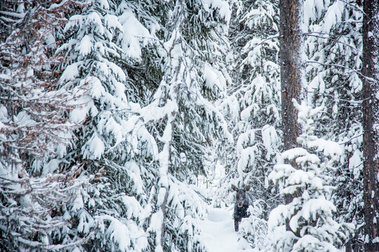 A cow moose stands in the trees on  winter day near Lolo Pass, Montana
