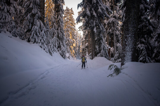 Woman skiing down Red Heather, Squamish, in powder between trees