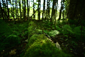 Schoolcraft State Park