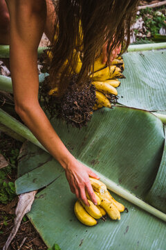 A woman harvests bananas in the forest on the island of Maui in Hawaii