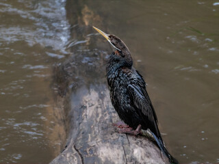 Black Darter Head Up