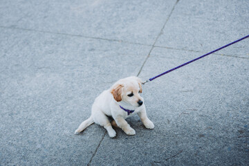 Little puppy in a harness refuses to walk in a park road. Copy space