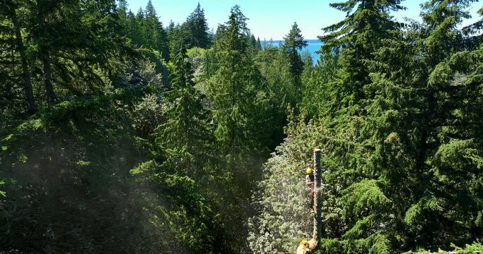 Action Packed Aerial of Tree Being Topped by Arborist Using Chainsaw to Remove Deadwood From Top