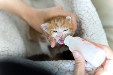 Kitten drinking milk from a bottle