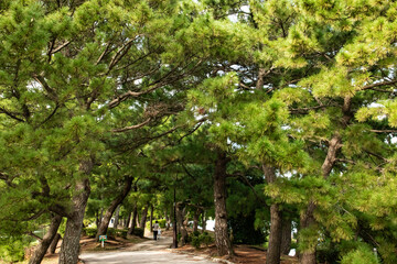 trees in the park