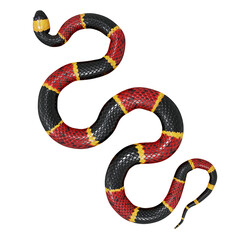 3D illustration of Eastern coral snake.