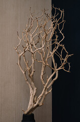Dried branch without leaves in the interior as an element of room decor