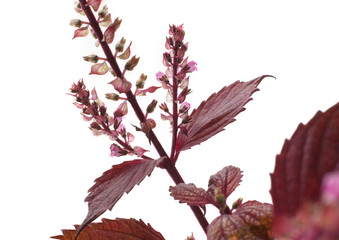 穂紫蘇　　赤穂紫蘇