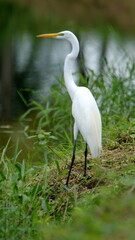 Fototapeta premium Great egret (Ardea alba) on the bank of a pond at the La Segua Wetlands near Chone, Ecuador