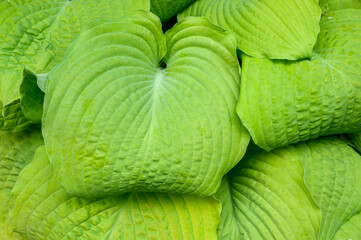 Fototapeta premium Closeup of ruffled green leaves of a hosta plant in a spring shaded garden 
