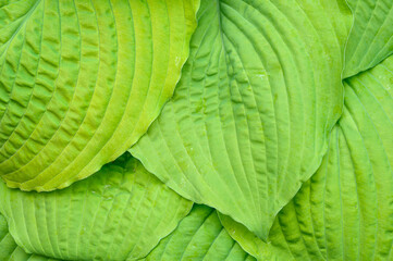 Closeup of ruffled green leaves of a hosta plant in a spring shaded garden
