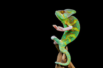 chameleon with black background, predator