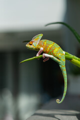 chameleon with blur background, predator