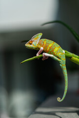chameleon with blur background, predator