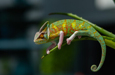 lizard, chameleon with blur background