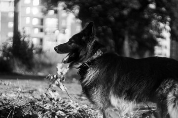 german shepherd puppy playing outside