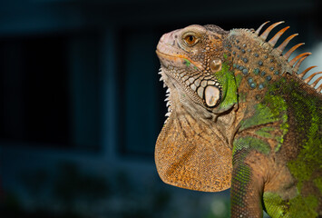 Obraz premium lizard, animal, green lizard with blur background