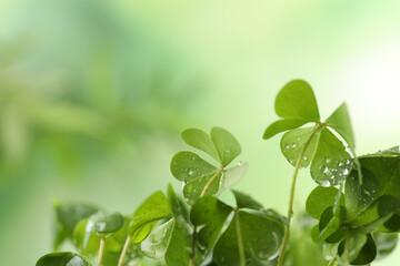 Fototapeta na wymiar Clover leaves with water drops on blurred background, space for text. St. Patrick's Day symbol