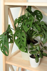 Beautiful house plants on wooden shelf, closeup