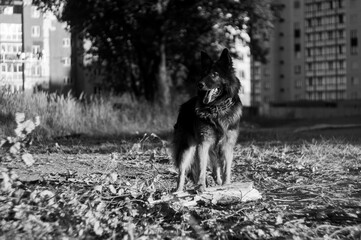 german shepherd dog - obrazy, fototapety, plakaty
