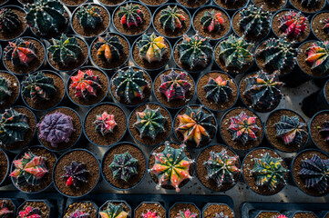 Fototapeta premium cactus greenhouse, closeup shot