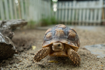 Sucata tortoise on the ground