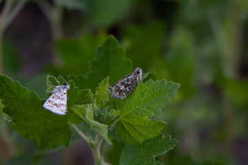 Southern Grizzled Skipper (Pyrgus Centaureae Wyandot)