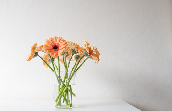 Closeup of orange gerbera daisies in glass vase on table against neutral wall background (selective focus)