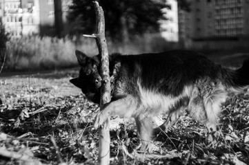 german shepherd puppy playing outside