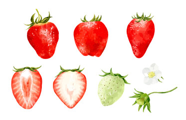 色々な苺や花のセット　水彩風イラスト