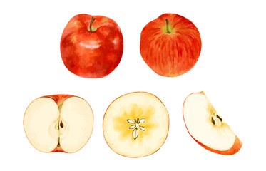 色々なりんごのセット　水彩風イラスト